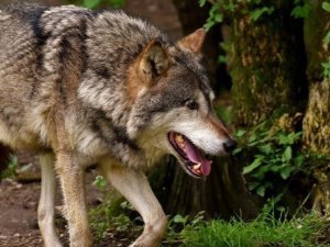 loup